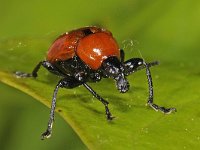 Attelabus nitens 6, Eikenbladrolkever, Saxifraga-Ab H Baas