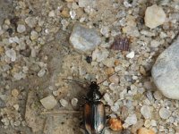 Bembidion bruxellense 1, Veenpriemkever, Saxifraga-Rutger Barendse