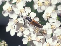 Brachyleptura fulva