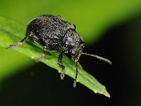 Bromius obscurus #47848 : Bromius obscurus, Bastaardwederikkever, Western grape rootworm