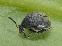 Bruchidius villosus