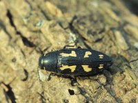 Buprestis novemmaculata 1, Saxifraga-Frits Bink