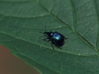 Byctiscus betulae 1, Grote sigarenmaker, Saxifraga-Frits Bink