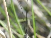 Calamobius filum 1, Zuidelijke halmboktor, Saxifraga-Rutger Barendse