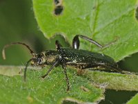 Callidium aeneum 1, Gerimpelde metaalboktor, Saxifraga-Ab H Baas