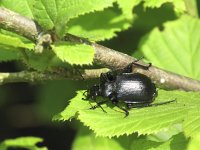 Calosoma inquisitor 1, Kleine poppenrover, Saxifraga-Rob Felix : Animalia, Arthropoda, Coleoptera, Insecta, Project Natuurbalans, animal, arthropod, beetle, dier, dieren, geleedpotige, geleedpotigen, insect, insecten, kever, kevers