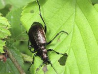 Calosoma inquisitor 2, Kleine poppenrover, Saxifraga-Rob Felix : Animalia, Arthropoda, Coleoptera, Insecta, Project Natuurbalans, animal, arthropod, beetle, dier, dieren, geleedpotige, geleedpotigen, insect, insecten, kever, kevers