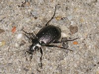 Calosoma inquisitor 01 #47760 : Kleine poppenrover, Calosoma inquisitor