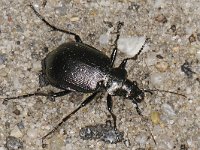 Calosoma inquisitor 01 #47763 : Kleine poppenrover, Calosoma inquisitor