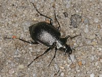 Calosoma inquisitor 01 #47764 : Kleine poppenrover, Calosoma inquisitor