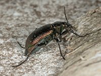 Calosoma inquisitor 01, Kleine poppenrover, AHB  Calosoma inquisitor, Kleine poppenrover Springendal op 15 mei 2018 Validatie Zie https://waarneming.nl/waarneming/view/156647101