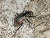 Calosoma inquisitor 02, Kleine poppenrover, AHB  Calosoma inquisitor, Kleine poppenrover Springendal op 15 mei 2018 Validatie Zie https://waarneming.nl/waarneming/view/156647101