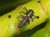 Calvia quatuordecimguttata 1, Roomvleklieveheersbeestje larva, Saxifraga- Ab H Baas