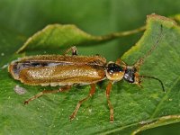 Cantharis decipiens