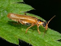 Cantharis decipiens 2, Saxifraga-Ab H Baas