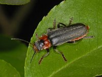 Cantharis fusca