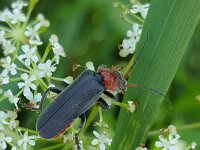 Cantharis fusca 6, Donker soldaatje, Saxifraga-Ben Delbaere  IICSA   II