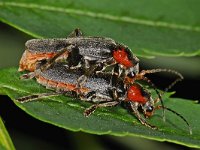 Cantharis fusca #47857 : Cantharis fusca, Donker soldaatje