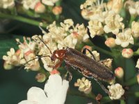 Cantharis livida 1, Geel soldaatje, Saxifraga-Frits Bink