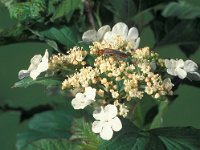 Cantharis livida 3, Geel soldaatje, Saxifraga-Frits Bink