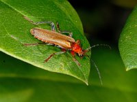 Cantharis livida #01122 : Cantharis livida, Geel soldaatje