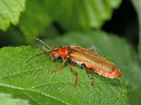 Cantharis livida #01790 : Cantharis livida, Geel soldaatje