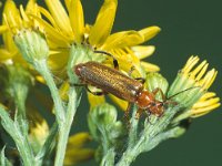 Cantharis livida 7, Geel soldaatje, Saxifraga-Frits Bink