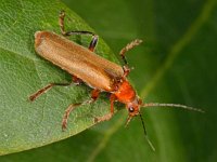 Cantharis livida 8, Geel soldaatje, Saxifraga-Ab H Baas