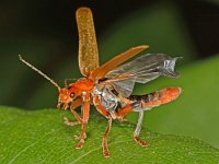 Cantharis livida 9, Geel soldaatje, Saxifraga-Ab H Baas