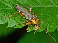 Cantharis nigricans 1, Gestreepte weekkever, Saxifraga-Ab H Baas