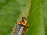 Cantharis nigricans 2, Gestreepte weekkever, Saxifraga-Ab H Baas