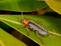 Cantharis nigricans 3, Gestreepte weekkever, Saxifraga-Ab H Baas