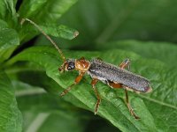 Cantharis pellucida