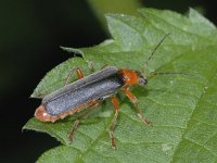 Cantharis pellucida #01743 : Cantharis pellucida, Zwart soldaatje