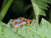 Zwart soldaatje -P- #01771 : Cantharis fusca, Zwart soldaatje, copula