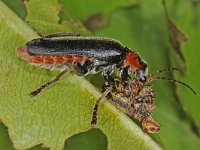 Cantharis obscura #43447 : Cantharis obscura, with prey