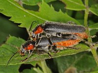 Cantharis obscura #43428 : Cantharis obscura, copula