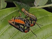 Cantharis obscura #43437 : Cantharis obscura, in copula with prey Erannis defoliaria caterpillar