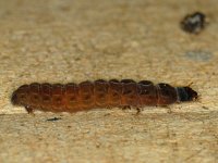 Cantharis sp larva 1, Saxifraga-Ab H Baas