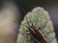 Capsodes flavomarginatus 1, Saxifraga-Rutger Barends