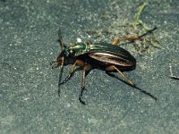 Carabus auratus 1, Gouden schallebijter, Saxifraga-Frits Bink