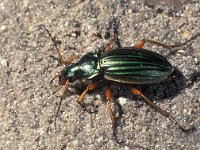 Carabus auratus 2, Gouden schallebijter, Saxifraga-Frits Bink