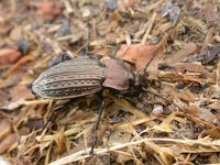 Carabus cancellatus 1, Rasterschallebijter, Saxifraga-Al Vrezec