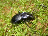 Carabus catenullatus