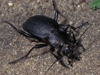 Carabus coriaceus, Leathery Carabus