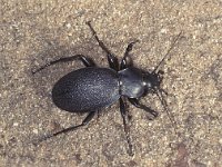 Carabus coriaceus 2, Lederschallebijter, Saxifraga-Frits Bink