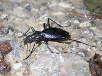 Carabus creutzeri