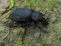 Carabus gigas