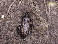 Carabus granulatus