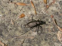 Carabus granulatus 1, Kettingschallebijter, Saxifraga-Willem van Kruijsbergen